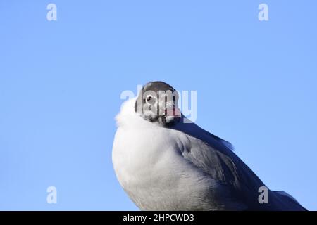 Black-headed gull Stock Photo