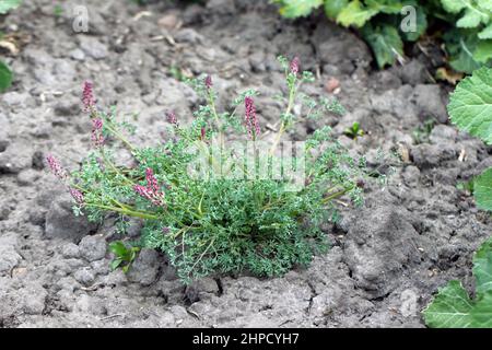 Fumaria officinalis, the common fumitory, drug fumitory or earth smoke, is a herbaceous annual flowering plant in the poppy family Papaveraceae. Stock Photo
