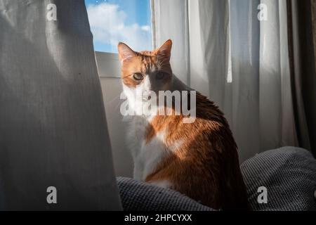 brown and white cat with yellow eyes sitting on the sofa under the window. Stock Photo