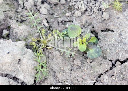 Discolored weeds after herbicide spraying in a crop field. Stock Photo