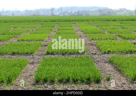 Field Experiments. Research, trials conducted under field conditions on crop pests using pesticides. Stock Photo