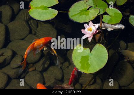 Koi Pond Carp Fish swims among water lily in the water slowly in the park Stock Photo