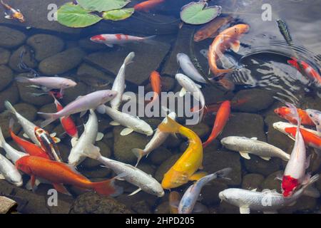 Koi Pond Carp Fish swims among water lily in the water slowly in the park Stock Photo