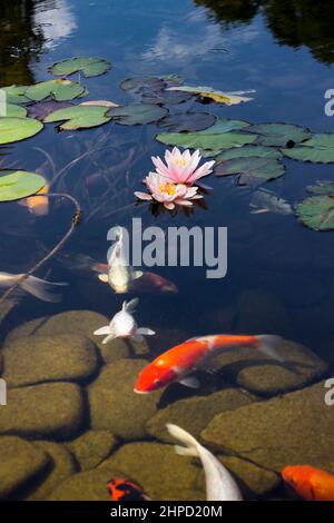 Koi Pond Carp Fish swims among water lily in the water slowly in the park Stock Photo