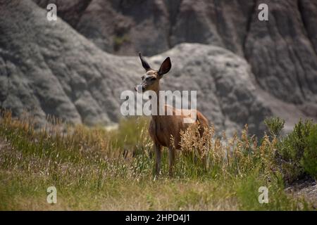 Solitary deer sticking out his tongue in the badlands of South Dakota. Stock Photo