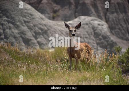 Solitary deer with long ears standing in the badlands in South Dakota. Stock Photo