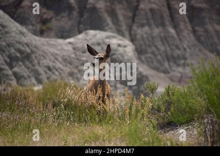 Adorable deer with long ears standing in the Badlands of South Dakota. Stock Photo