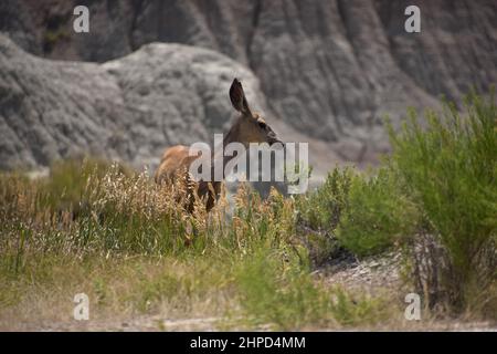 Young deer in the rugged South Dakota badlands in a rural landscape. Stock Photo