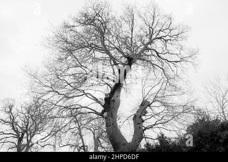 Deemed as fine art images photographs taken around Bressingdon park in Norfolk with some ICM Intentional camera movements during exposure. Stock Photo