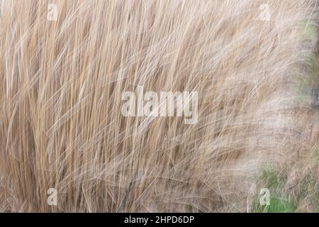 Deemed as fine art images photographs taken around Bressingdon park in Norfolk with some ICM Intentional camera movements during exposure. Stock Photo