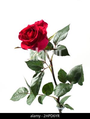 Dark red rose flover isolated on white background. Stock Photo