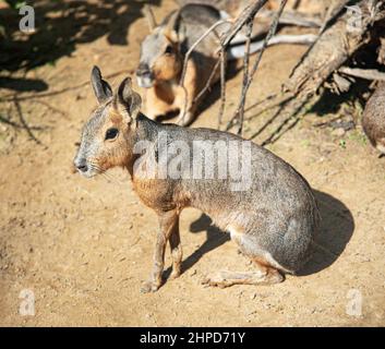 Patagonian cavy mara. Stock Photo