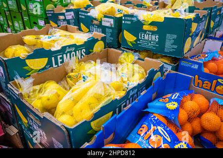 Boxes of colorful fresh citrus at Sam's Club warehouse store in Snellville, Georgia. (USA) Stock Photo