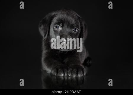 Portrait of calm cute puppy of  labrador retriever breed dog lying down isolated on black background. Sad pup of black color Stock Photo