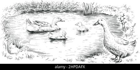 duck and ducklings hand drawing sketch engraving illustration style vector Stock Vector