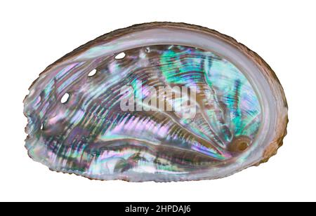 Beautiful ear shaped abalone shell. Haliotis. Closeup of pastel nacre in wavy marine gastropod mollusk seashell with small holes. Shiny pearl surface. Stock Photo