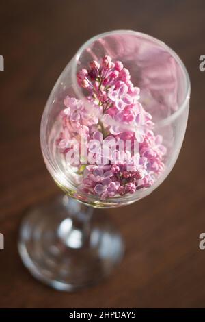 lilacs in a wine glass vase Stock Photo
