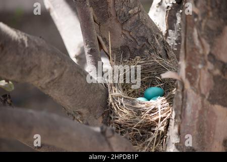Robins nest in an apple tree, blue eggs Stock Photo