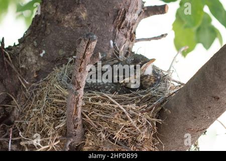 Baby robins in their nest Stock Photo