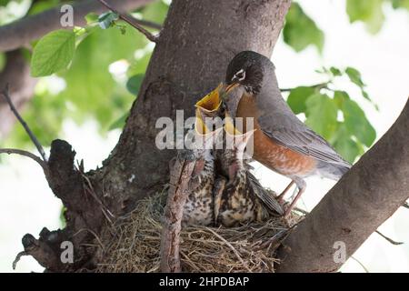 Mother robin feeding her babies in their nest Stock Photo