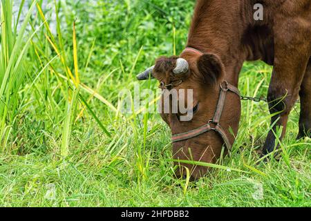 Close up of cow grazing on grass in pasture in summer, in Poland. Polish red breed of cow. Sustainable organic farming. Stock Photo