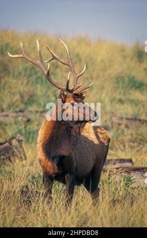 Roosevelt Elk (Cervus elaphus roosevelti) on beach grass-covered sand dune at Gold Bluffs Beach, Prairie Creek Redwoods State Park/Redwoods National P Stock Photo