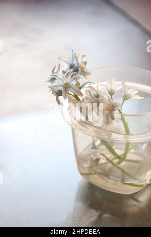 little blue flowers Stock Photo