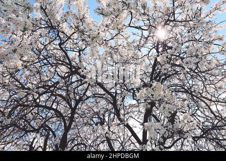 Sun shining though blooming branches of tree with white flowers, nature spring background Stock Photo