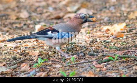 Closeup portrait of a tiny jay with blue wings holding an acorn in its beak, standing on the ground Stock Photo