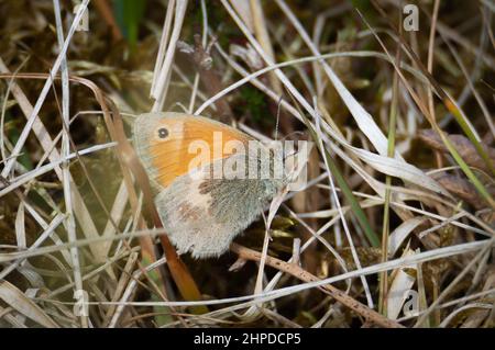 Small Heath butterfly on dried grass Stock Photo