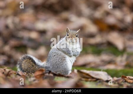 Eastern grey squirrel Sciurus carolinensis, introduced species, adult sitting on woodland floor, Suffolk, England, January Stock Photo