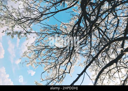 Nature spring background with tree branches, blossom white flowers and cloudy sky Stock Photo