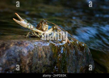 Austropotamobius torrentium is a European species of freshwater crayfish in the family Astacidae Stock Photo