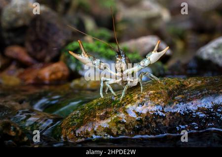 Austropotamobius torrentium is a European species of freshwater crayfish in the family Astacidae Stock Photo