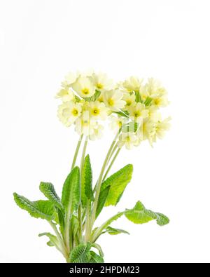 Common primrose, Primula vulgaris, front view, on white background. Also known as English primrose, is a species of flowering plant. Stock Photo