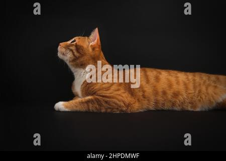 Portrait of young honorable arab ginger tabby cat looking up on black background,side view.Pets. Stock Photo