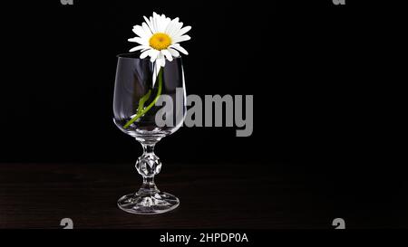 Chamomile flowers in a glass cup on a black background. Selective focus. Stock Photo