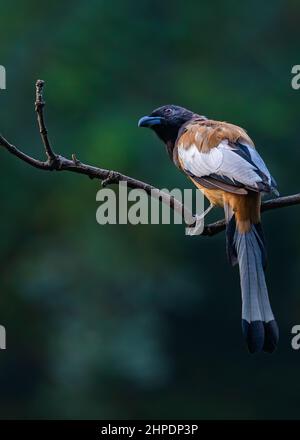 Treepie Rufous looking in a forest during the day Stock Photo