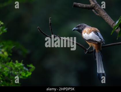 Treepie Rufous looking in a forest during the day Stock Photo