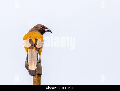 Treepie Rufous looking in a forest during the day Stock Photo