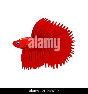 Betta fish isolated on white background.Siamese fighting fish in realistic style Stock Vector