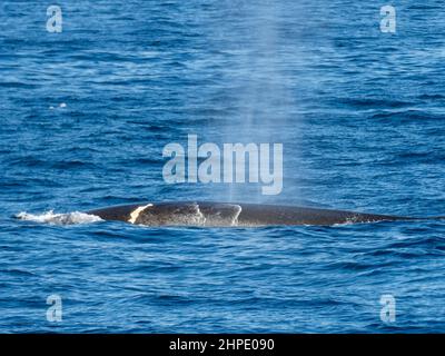 Fin whale, Balaenoptera physalus, with a large wound in the Weddell Sea, Antarctica Stock Photo