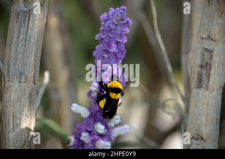 February 19, 2022: February 19, 2022 Mexico, Mexico. A bumblebee and a bee feeding on the nectar of the flowers of the plant called ''salvia divinorum''. PHOTO: OMAR LOPEZ (Credit Image: © Omar Lopez/ZUMA Press Wire) Stock Photo