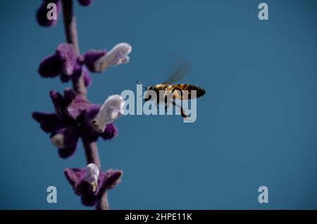 February 19, 2022: February 19, 2022 Mexico, Mexico. A bumblebee and a bee feeding on the nectar of the flowers of the plant called ''salvia divinorum''. PHOTO: OMAR LOPEZ (Credit Image: © Omar Lopez/ZUMA Press Wire) Stock Photo