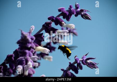 February 19, 2022: February 19, 2022 Mexico, Mexico. A bumblebee and a bee feeding on the nectar of the flowers of the plant called ''salvia divinorum''. PHOTO: OMAR LOPEZ (Credit Image: © Omar Lopez/ZUMA Press Wire) Stock Photo