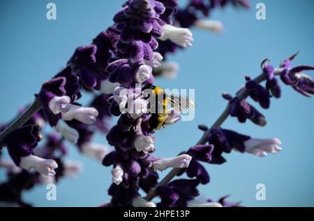 February 19, 2022: February 19, 2022 Mexico, Mexico. A bumblebee and a bee feeding on the nectar of the flowers of the plant called ''salvia divinorum''. PHOTO: OMAR LOPEZ (Credit Image: © Omar Lopez/ZUMA Press Wire) Stock Photo