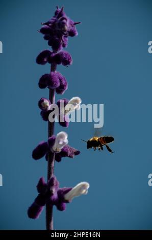 February 19, 2022: February 19, 2022 Mexico, Mexico. A bumblebee and a bee feeding on the nectar of the flowers of the plant called ''salvia divinorum''. PHOTO: OMAR LOPEZ (Credit Image: © Omar Lopez/ZUMA Press Wire) Stock Photo