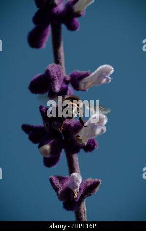 February 19, 2022: February 19, 2022 Mexico, Mexico. A bumblebee and a bee feeding on the nectar of the flowers of the plant called ''salvia divinorum''. PHOTO: OMAR LOPEZ (Credit Image: © Omar Lopez/ZUMA Press Wire) Stock Photo