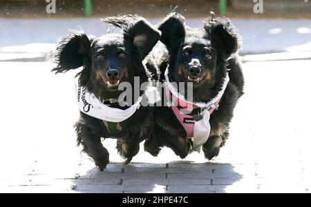 St. Louis, United States. 20th Feb, 2022. Small dogs run neck to neck to the finish line during the Wiener Dog Races at the Purina Pet Parade in St. Louis on Sunday, February 20, 2022. The pet parade is one of the events celebrating St. Louis's annual Mardi Gras week. Photo by Bill Greenblatt/UPI Credit: UPI/Alamy Live News Stock Photo