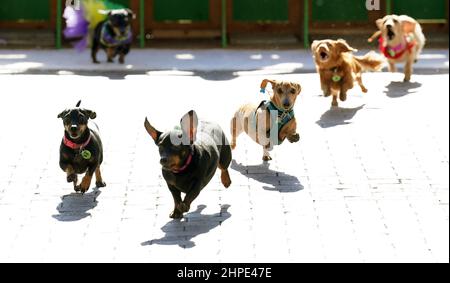 St. Louis, United States. 20th Feb, 2022. Small dogs run to the finish line during the Wiener Dog Races at the Purina Pet Parade in St. Louis on Sunday, February 20, 2022. The pet parade is one of the events celebrating St. Louis's annual Mardi Gras week. Photo by Bill Greenblatt/UPI Credit: UPI/Alamy Live News Stock Photo